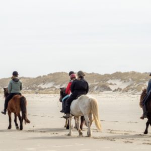 Heste på stranden