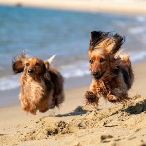 Hunde paa stranden
